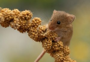 One of our mice just after it was released. Photo by 11-year-old Zac Wishart