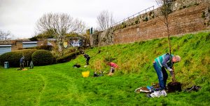 Planting on the bank