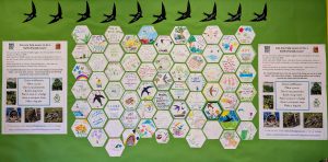 Contributions from visitors to our Swift-friendly Town six-week season in 2025