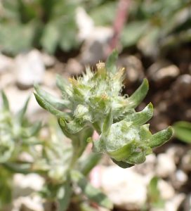 Broadleaved Cudweed Plant