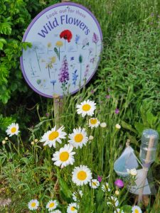 Wildflower meadow