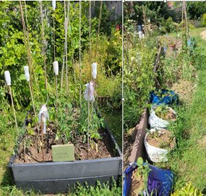 Little Greens Garden Plot