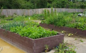 Raised beds made out of British recycling plastic