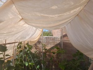 Bedouin style shade in the greenhouse